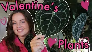 5 Plant Ideas for Valentine's | Velvet & heart-shaped