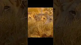 Три осиротевшие львицы-сестры в пустыне #дикаяприрода #животные #снимки #видео