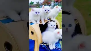 Handsome little White cat with blue eyes| White cats #shorts