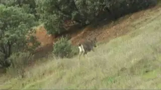 Columbian Black-Tailed Deer