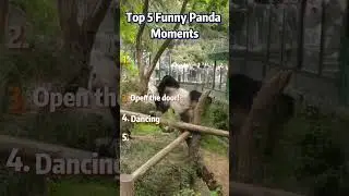 Ranking Top 5 Funny Panda Moments