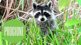 Procione o Orsetto lavatore: un animale molto intelligente