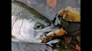 Pesca en Aysén: Probando un  señuelo de ratón  muy efectivo para truchas y salmones.🐁🐀