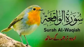 Surah Al Waqia With Urdu Translation | Complete Quran Recitation | Full Long Video