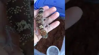 Kaida Gecko's: Nephrurus Milii meet Chili