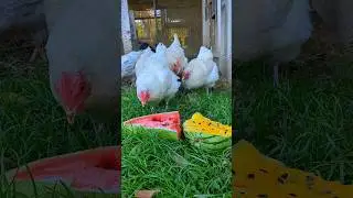 These Chickens Choose Between Grass And Watermelon!!!