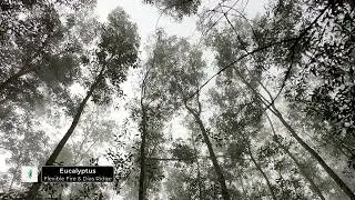 Flexible Fire & Dias Ridge - Eucalyptus
