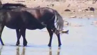 328 Sardinia Giara di Gesturi wild horse sz&aacute;rd vadlovak