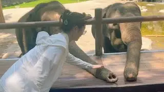 Planet Zoo Animals | Exploring The Zoo With Elephant, Tiger, Lion, Horse, Antelope, Goose, Zebra