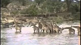 Group of giraffe cross Mara River