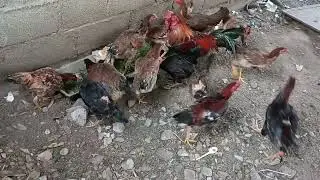 Vườn rau nhà e và đàn gà vịt.