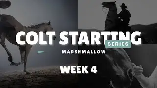 Basics|Colt Starting Series: Marshmallow Wk 4