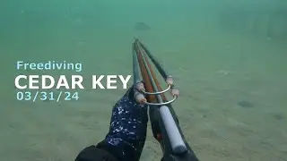 Spearfishing Cedar Key, Fl 033124