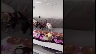 adorable dog9