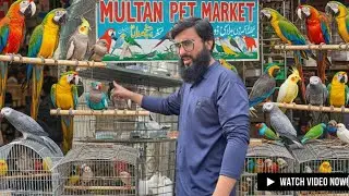 Multan Pet Market 😍 || Akher Pohnch Gya 🥰 #petsvlog 