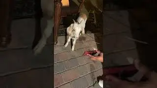 A goat watching youtube