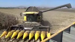 corn harvest 2016 new holland cx880 Nikolopoulos Farsala