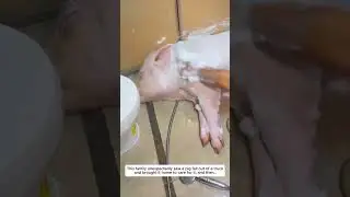 Эта семья неожиданно увидела, как из грузовика выпала свинья, и привезла её домой, чтобы позаботи...
