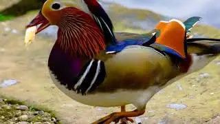 The worlds most stunning bird.