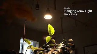 Auto-Timer Hanging Grow Light: The Busy Plant Parent's Best Friend#Bstrip