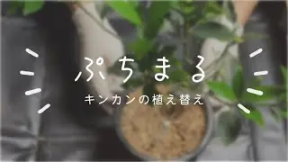 ぷちまるきんかん植え替え2025