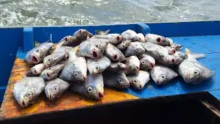 Temporada da PEIXE PEDRA em Pirabas/PA, vejam essa aventura.