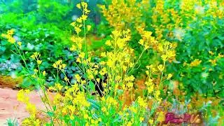 4K Village Status 🌾 | Desi Life | Village Feeling | 4K Status Video