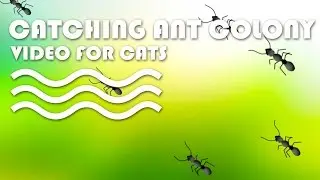 Cat Games on Screen - Catching Ant Colony. INSECTS VIDEO FOR CATS.