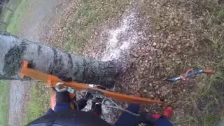 Ison koivun kaato - Felling a big birch
