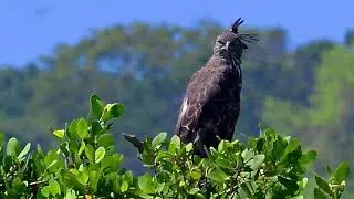 Crested Serpants Eagle SriLanka Nikon Z9 800MMZ Lens