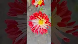 Indian flower beautiful provide this video now natural colour #shortvideos #nature #flowers #garden