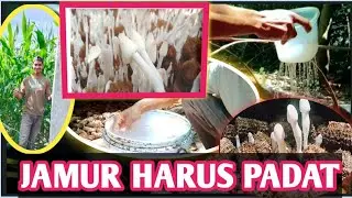 cara paling cepat 3 hari tumbuh 5 hari panen