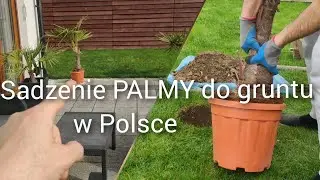 Sadzę PALME mrozoodporną do gruntu 🌴