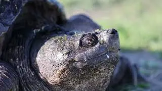 Nature needs half