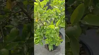 organic Lemon fruit plant  #nimbu #organic #nature