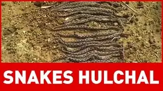 Snakes hulchul in Warangal - ExpressTV