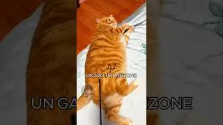 🐱 Gatto panzone (PARTE 20)