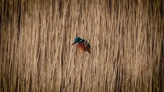 A Kingfisher in Felixstowe! | POV ASMR Countryside Walk through Marsh & Boatyard