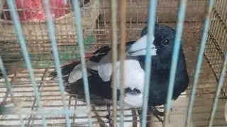 spesial promo malam hari semua jenis burung