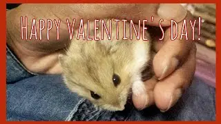 Happy Valentine's Day💜 | Small Animal Friends