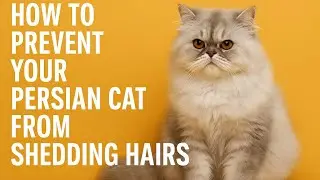 Persian Cat Hairfall? 😱 Stop Shedding with These 5 Tricks | Persian Cat Hair Fall Solution