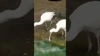 The African spoonbill.