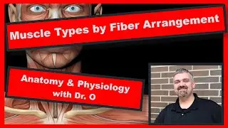 Muscle Types by Fiber Arrangement:  Anatomy and Physiology