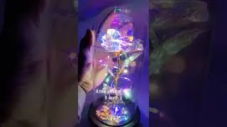 Enchanted Forever Roses 🌹 in Glass Dome