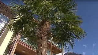 Hotel Wiesenhof **** in Algund bei Meran, S&uuml;dtirol