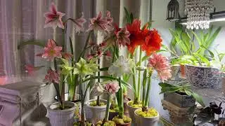 Amaryllis in Bloom - February 2023