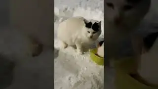 три кота и кошка 2