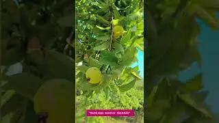 #sawaimadhopur #guava #tigercity #gk #trending #shorts #viralvideo
