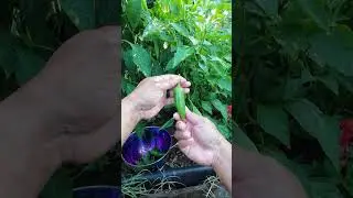 Grow jalape&ntilde;os in your home garden. #vegetablegardening