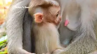 Million pity abandoned monkey was crying very loud with reason!